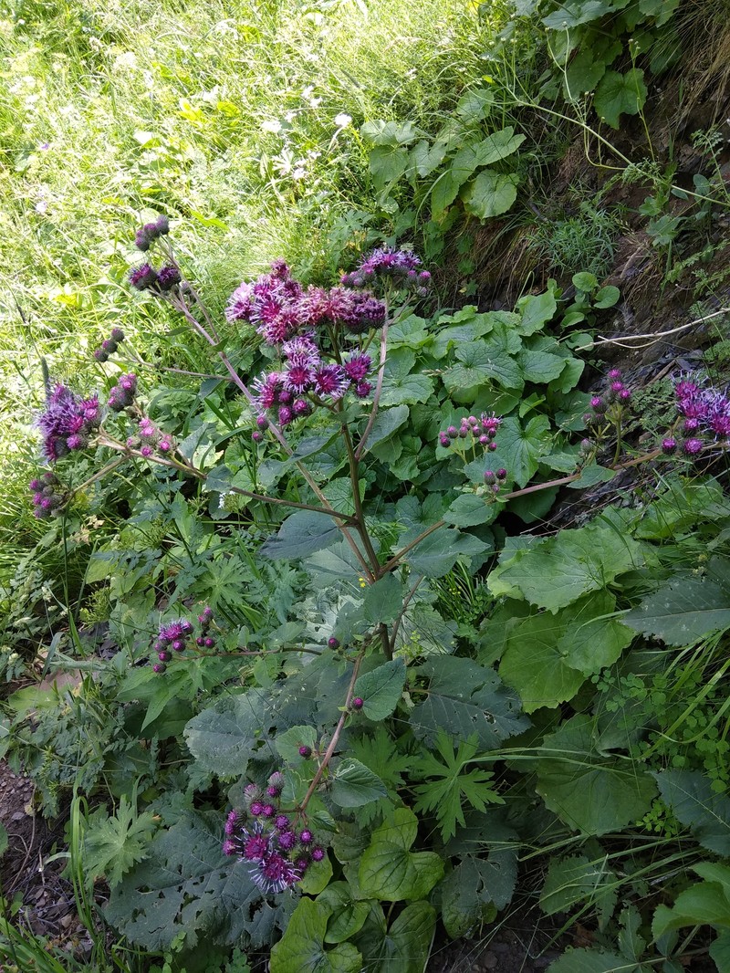 Arctium palladini photo 6