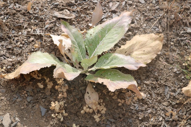 Arctium pallidivirens