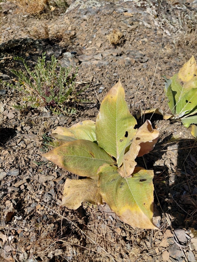 Arctium pallidivirens photo 2
