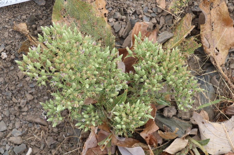 Arctium pallidivirens photo 3