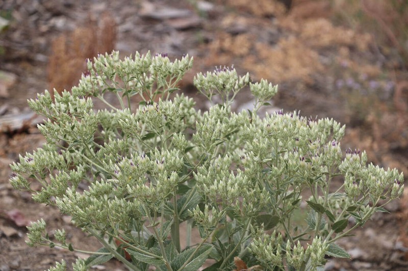 Arctium pallidivirens photo 4