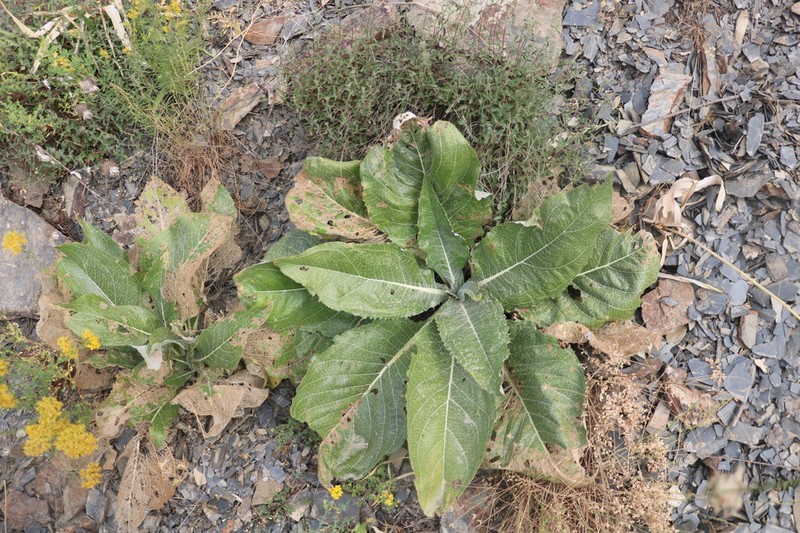 Arctium pallidivirens photo 6