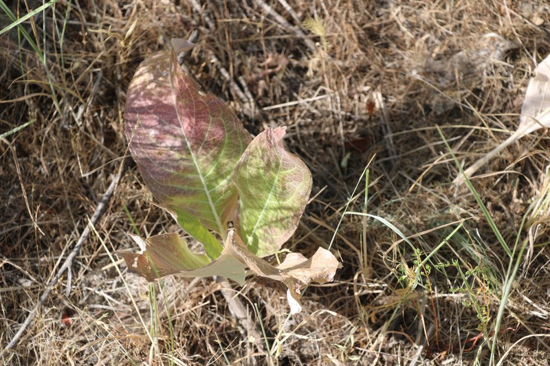 Arctium pallidivirens photo 8