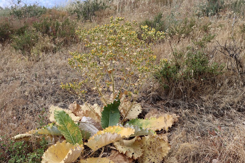 Arctium pentacanthoides