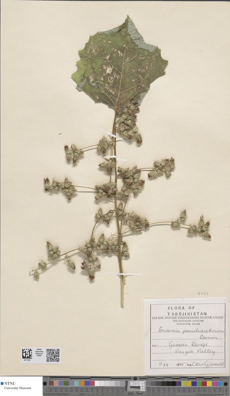 Arctium pseudarctium
