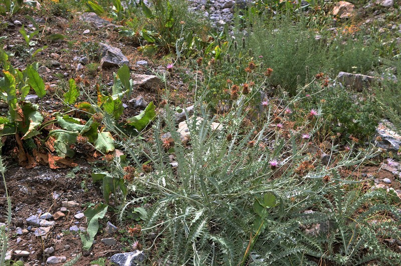 Arctium pterolepidum