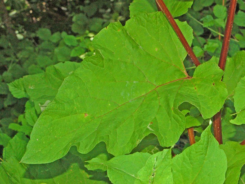 Woolly Burdock photo 3