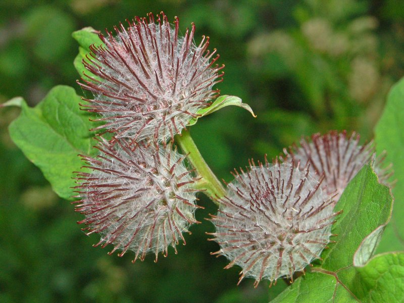 Woolly Burdock photo 4