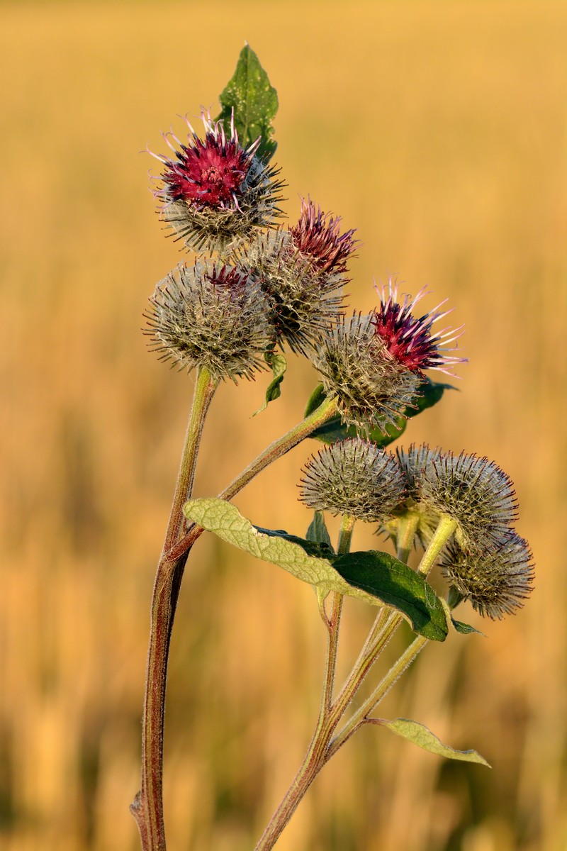 Woolly Burdock photo 2