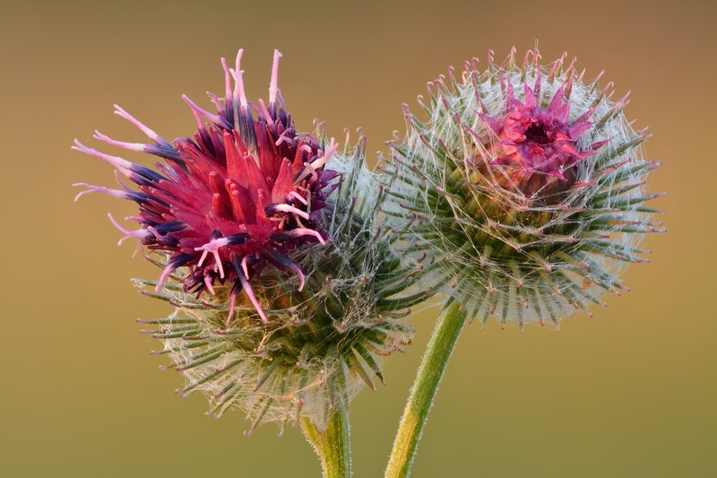 Woolly Burdock