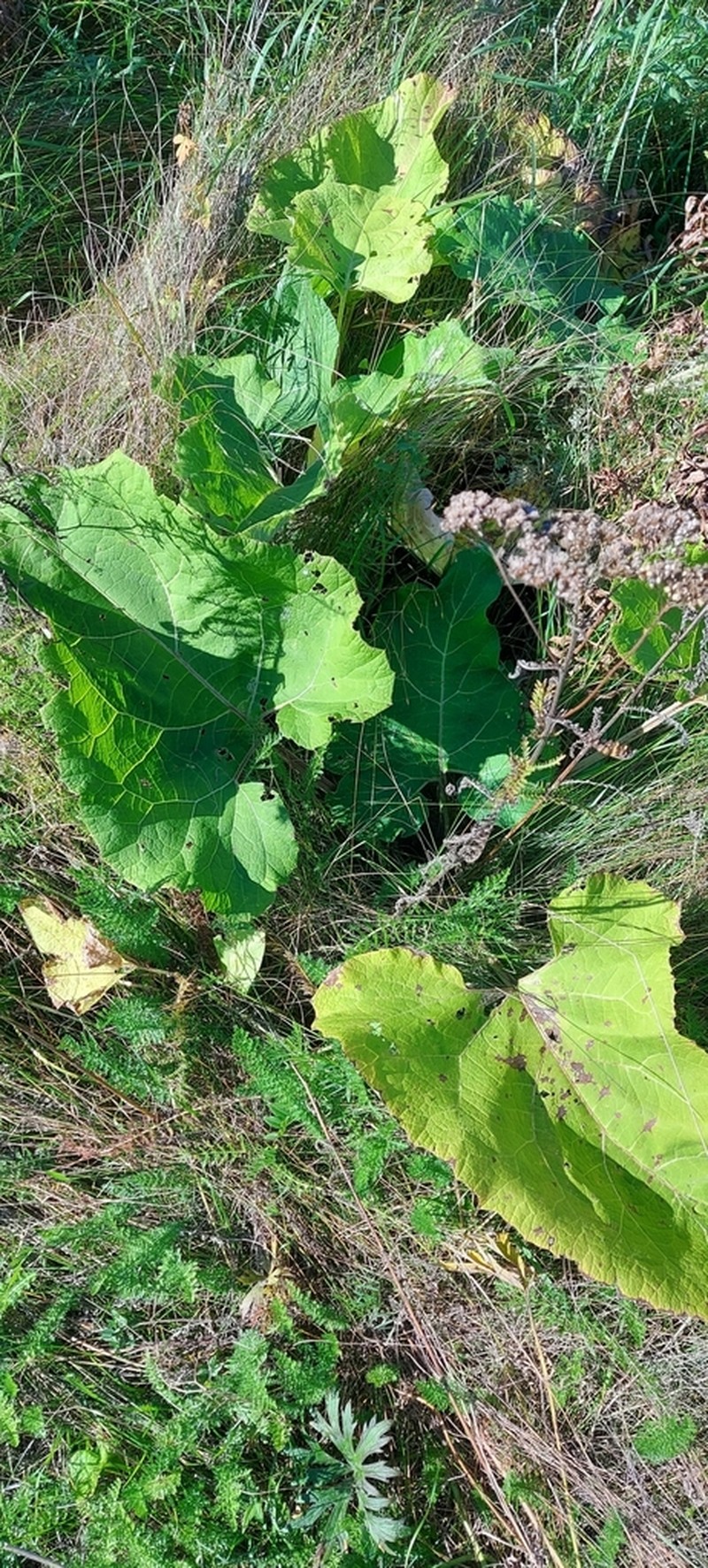 Woolly Burdock photo 5