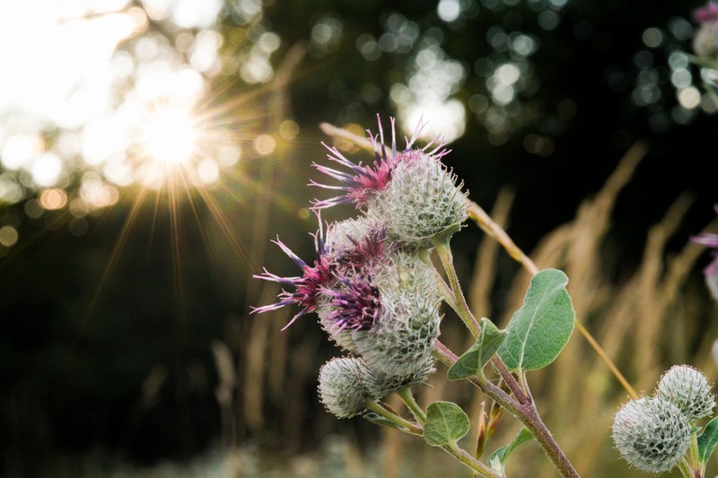 Woolly Burdock photo 6
