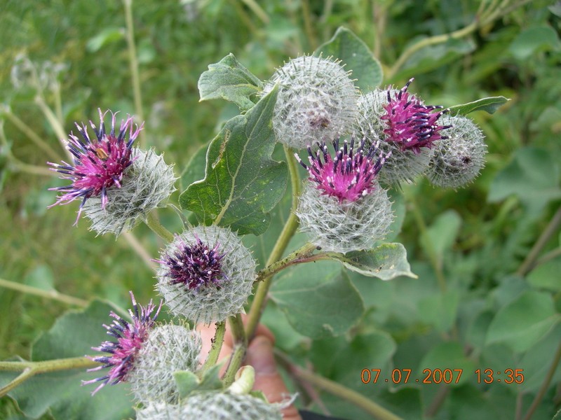 Woolly Burdock photo 7