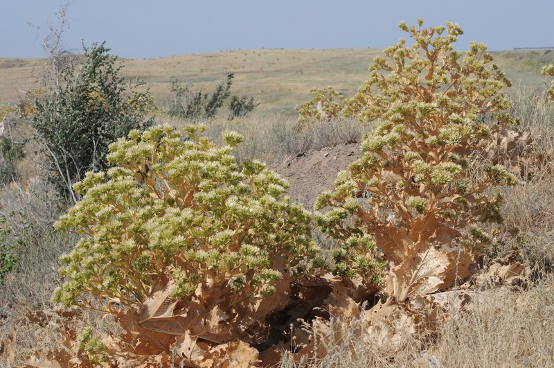 Arctium triflorum
