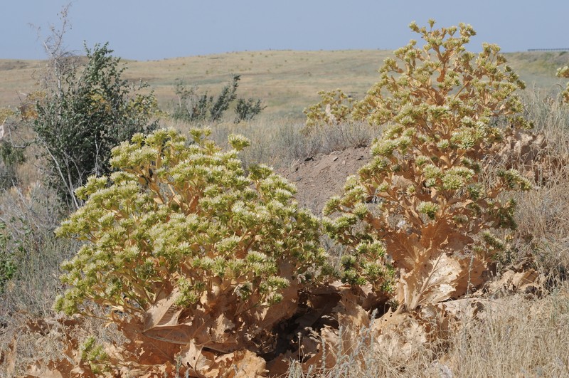 Arctium triflorum photo 3