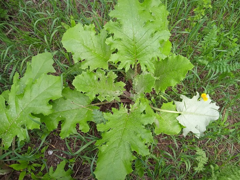 Arctium umbrosum