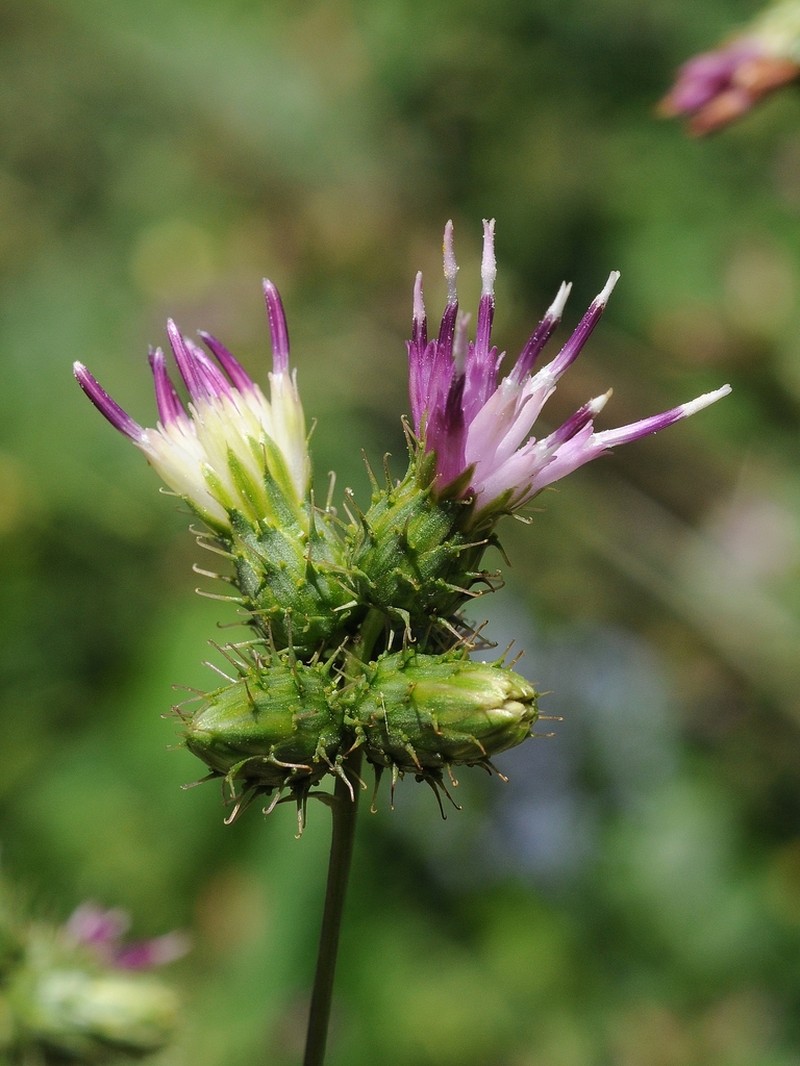Arctium umbrosum photo 2