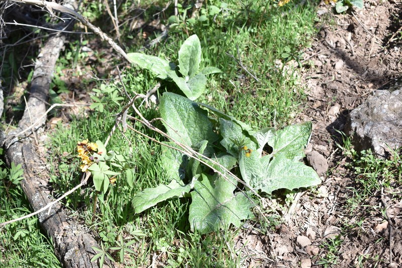 Arctium umbrosum photo 3
