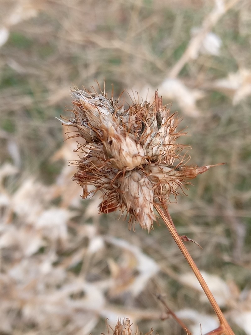 Arctium umbrosum photo 4