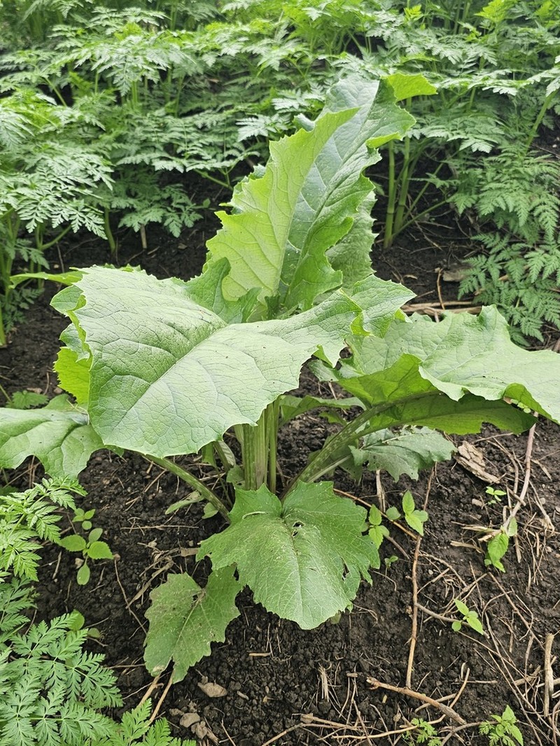 Arctium umbrosum photo 5