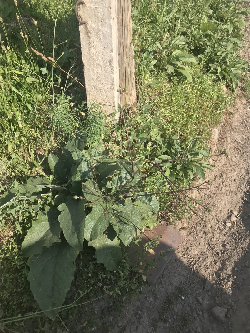 Arctium umbrosum photo 6