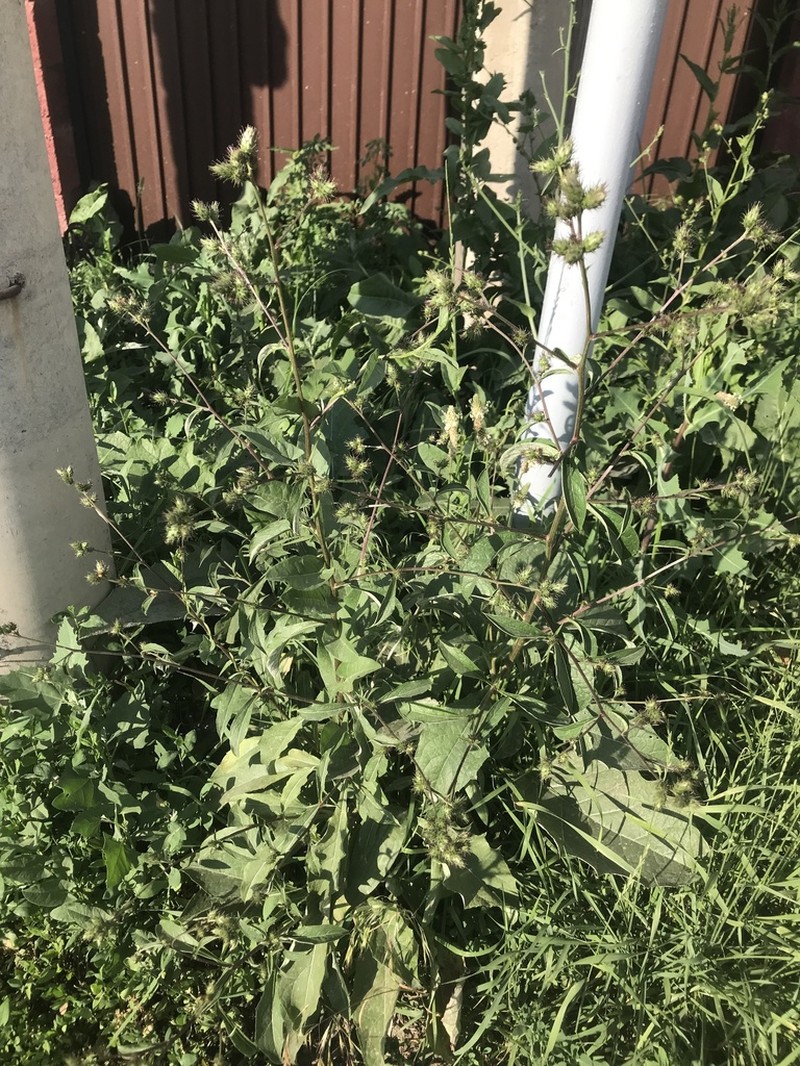 Arctium umbrosum photo 7