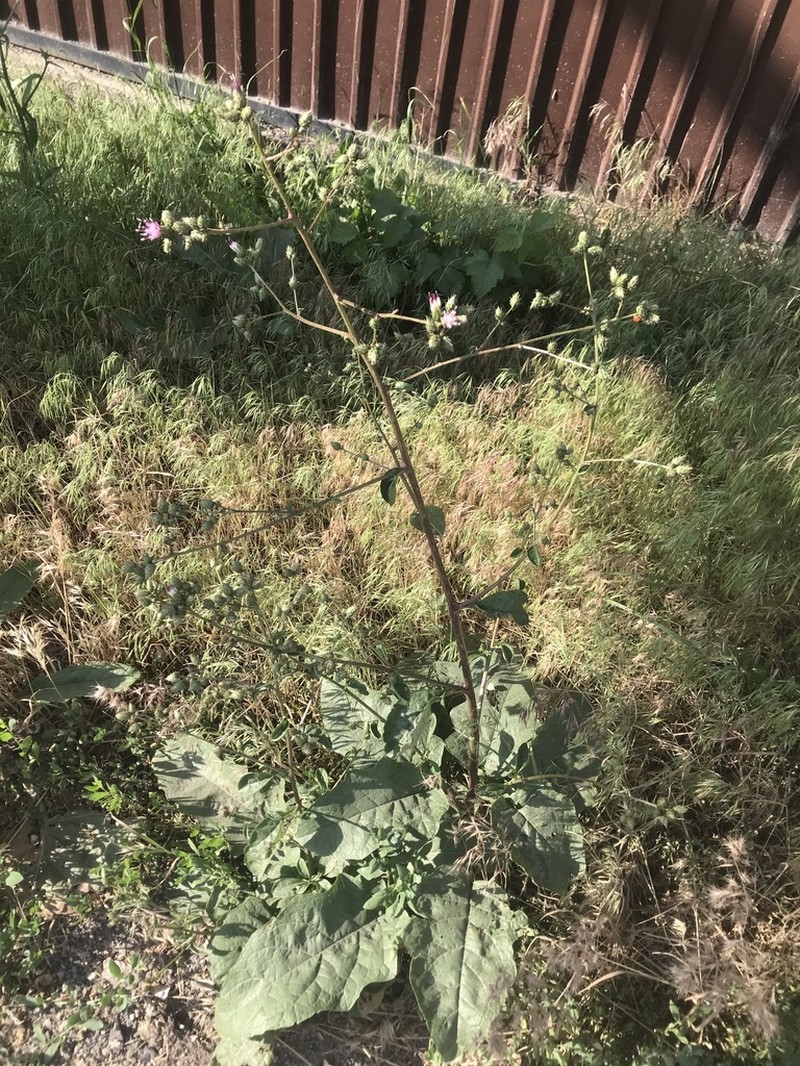 Arctium umbrosum photo 8