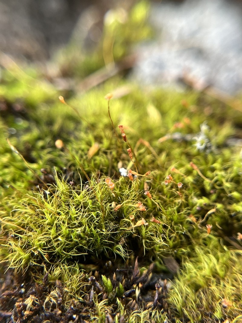 Arctoa Moss