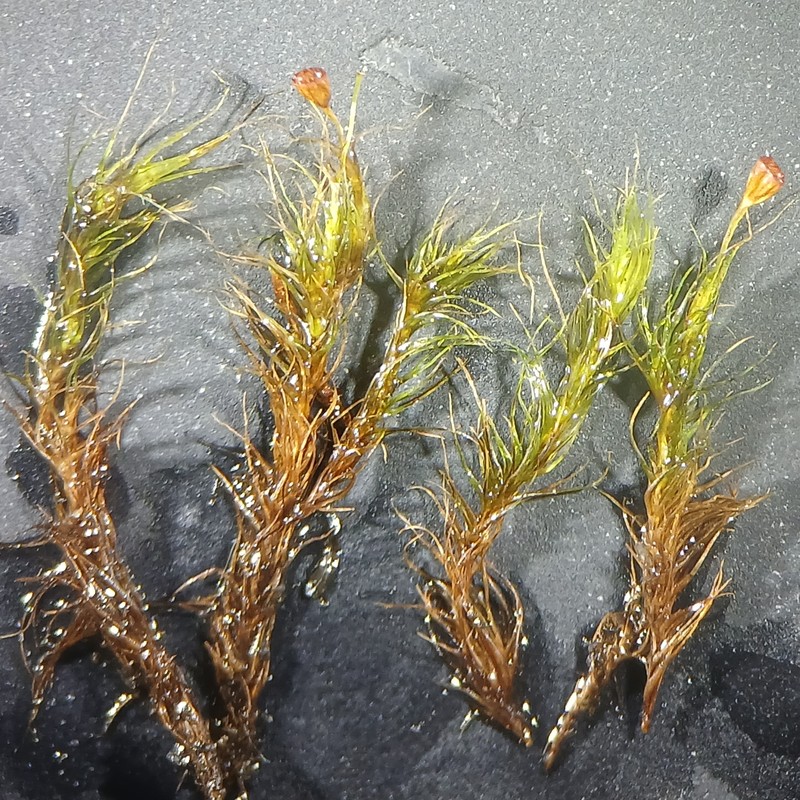 Arctoa Moss photo 3