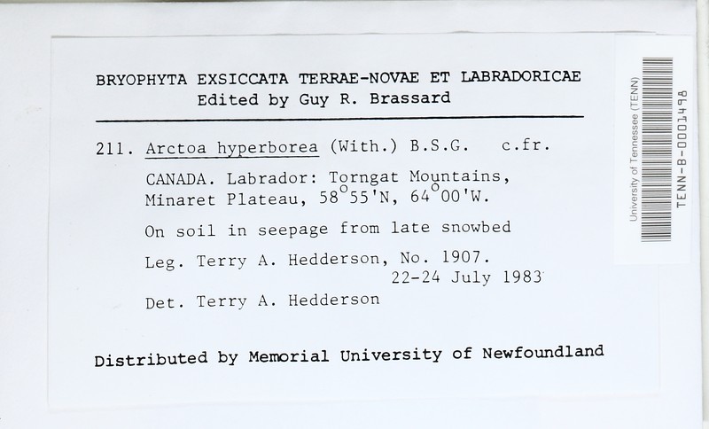Arctoa Moss photo 2