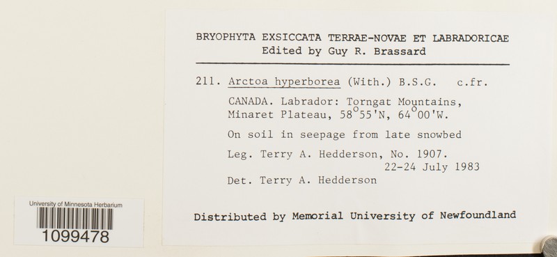 Arctoa Moss photo 3