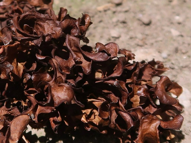 Arctocetraria andrejevii