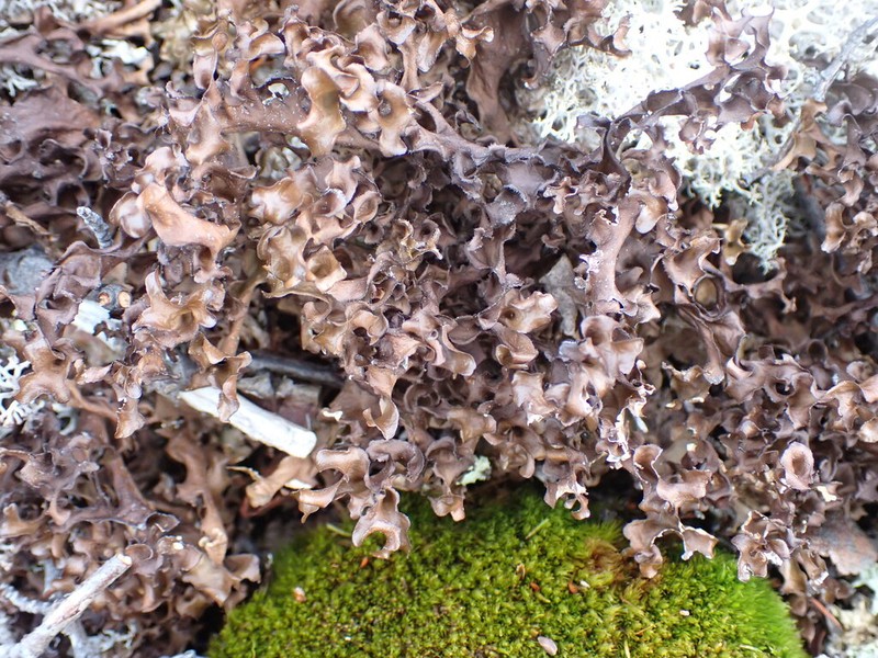 Arctocetraria andrejevii photo 2