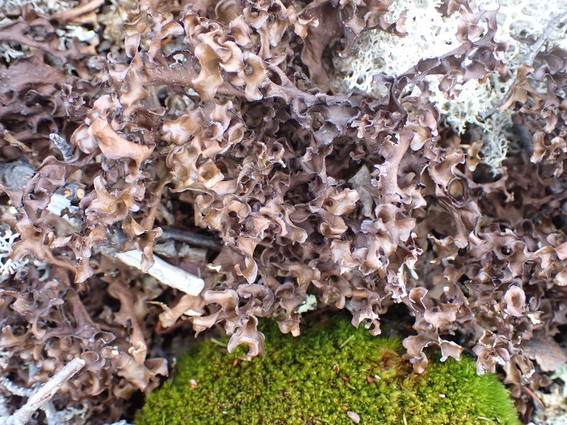 Arctocetraria andrejevii photo 6