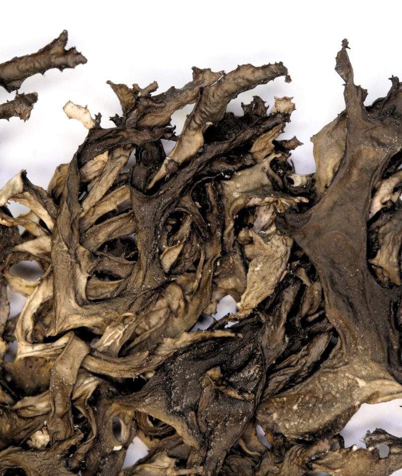 Arctocetraria nigricascens