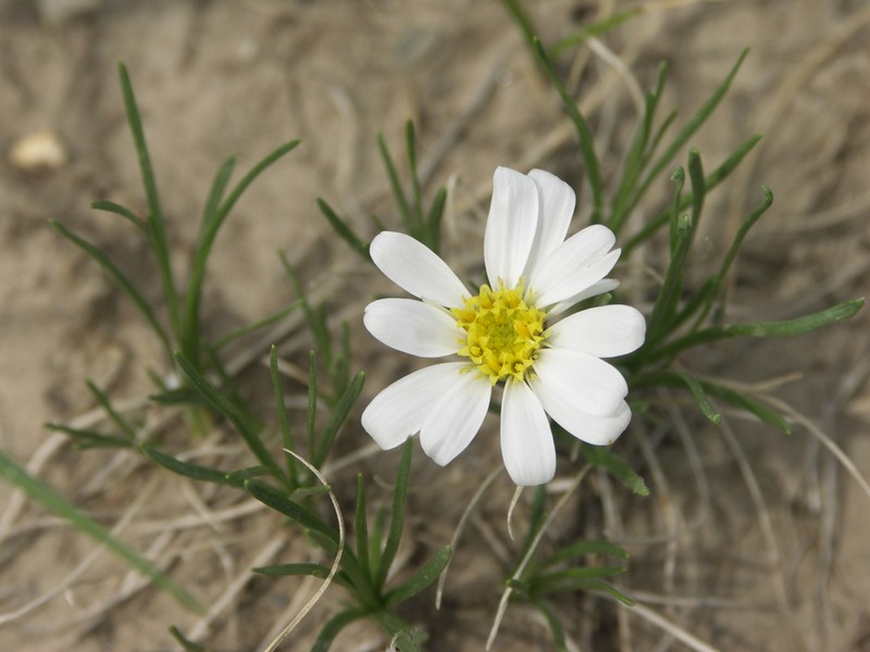 Arctogeron gramineum