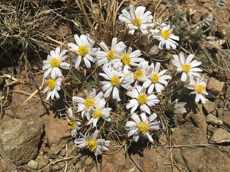 Arctogeron gramineum photo 2