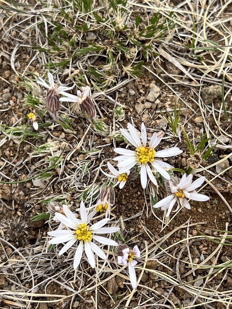 Arctogeron gramineum photo 3