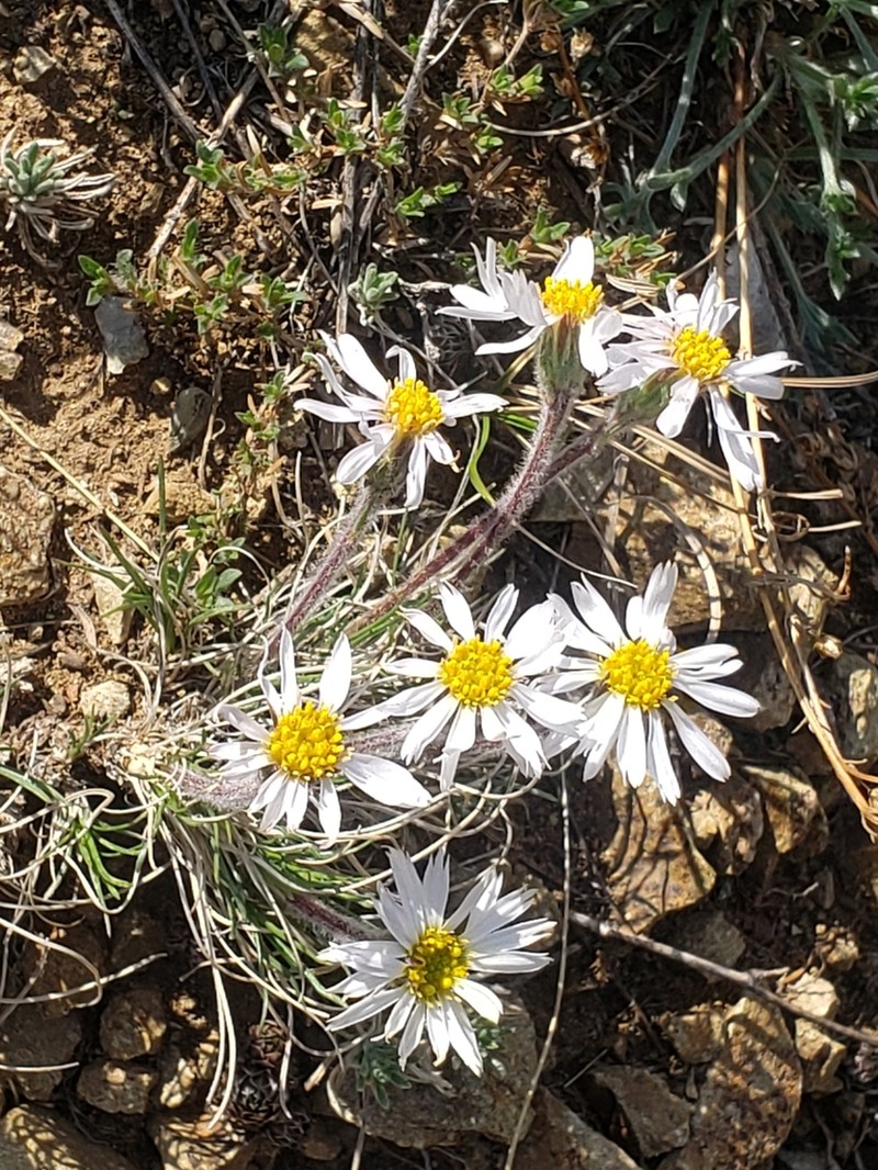 Arctogeron gramineum photo 4