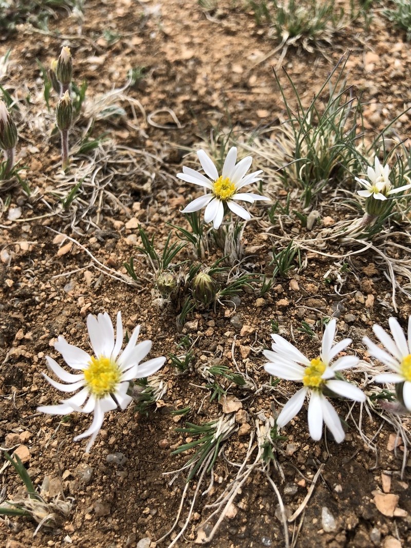 Arctogeron gramineum photo 5