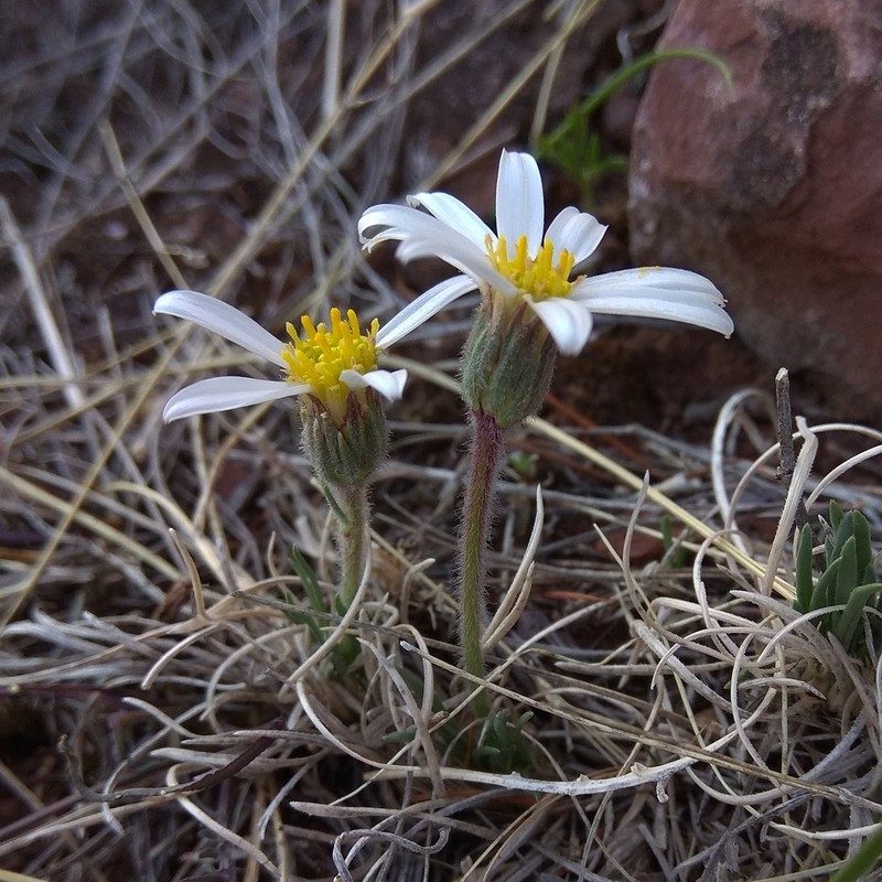 Arctogeron gramineum photo 6