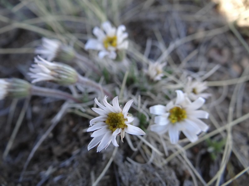 Arctogeron gramineum photo 7