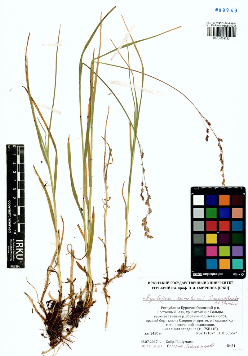 Arctohyalopoa lanatiflora