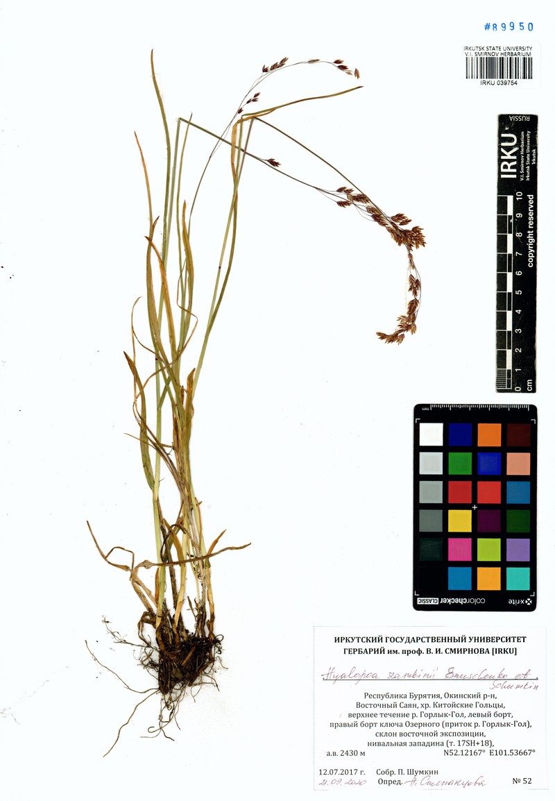 Arctohyalopoa lanatiflora photo 2