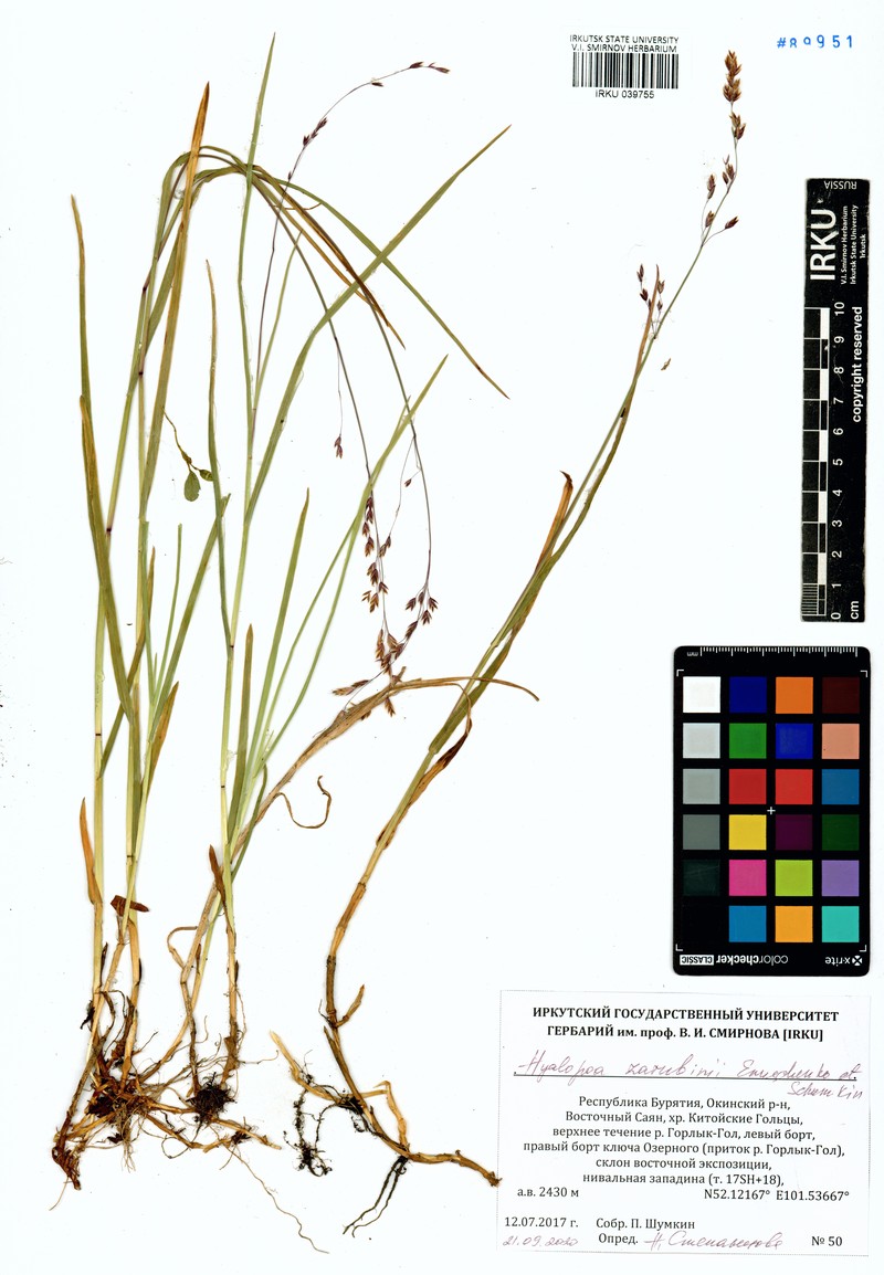 Arctohyalopoa lanatiflora photo 3