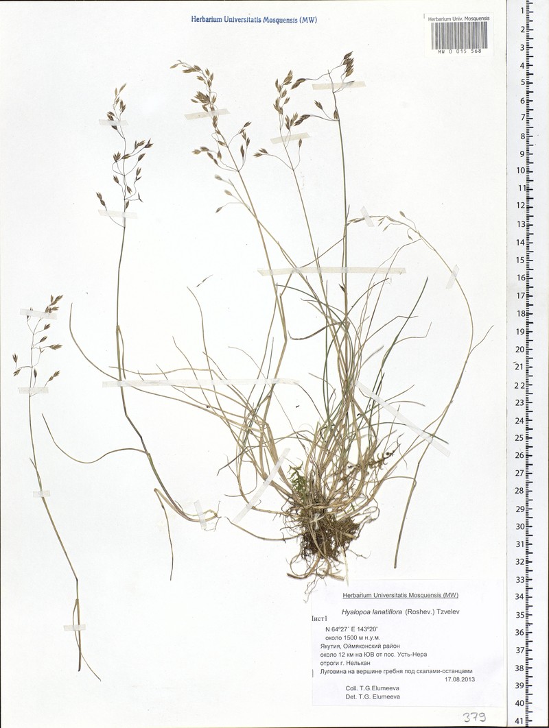 Arctohyalopoa lanatiflora photo 4