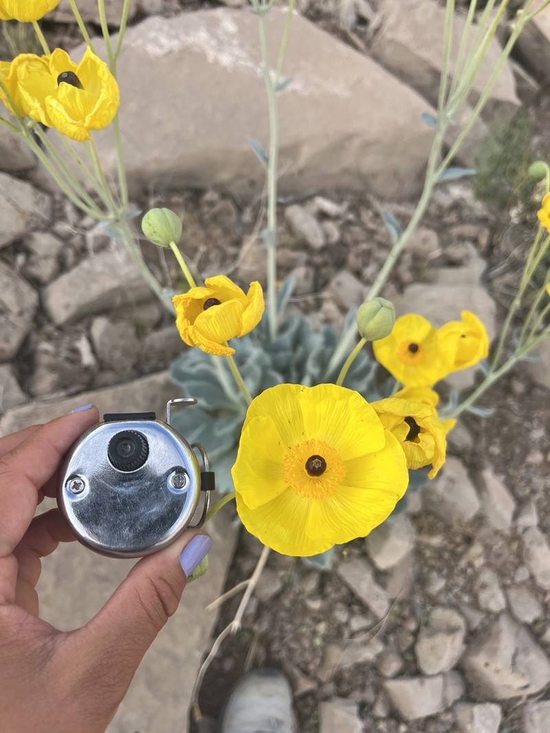 California Bearpoppy photo 3