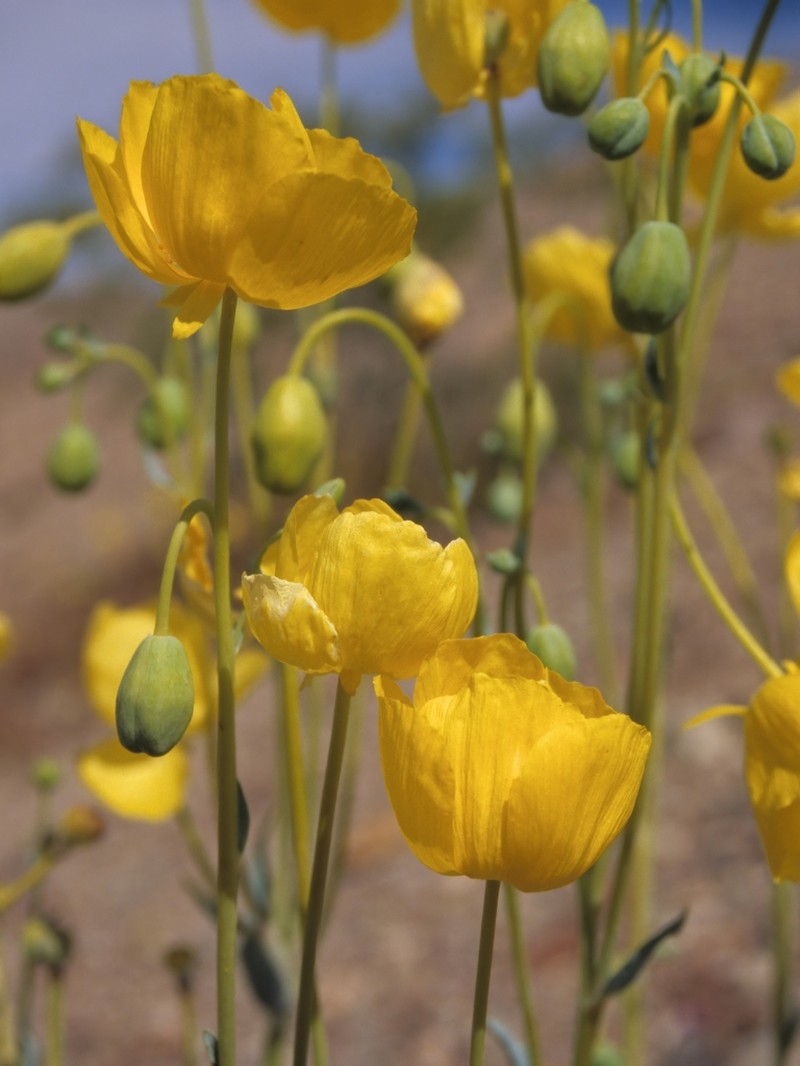 California Bearpoppy photo 5