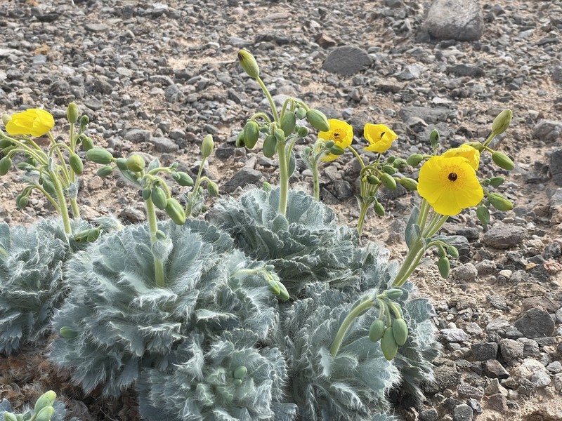 California Bearpoppy photo 6