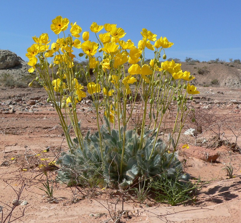 California Bearpoppy